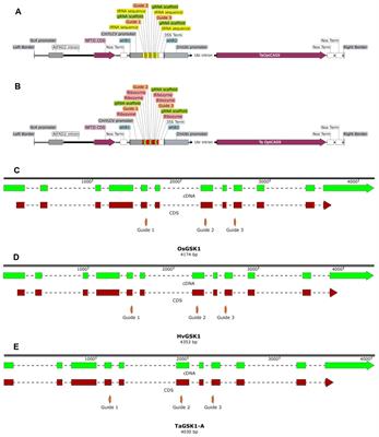 Differential editing efficiencies in cereal crops: a comparative analysis of tRNA and ribozyme multiplexed guide delivery